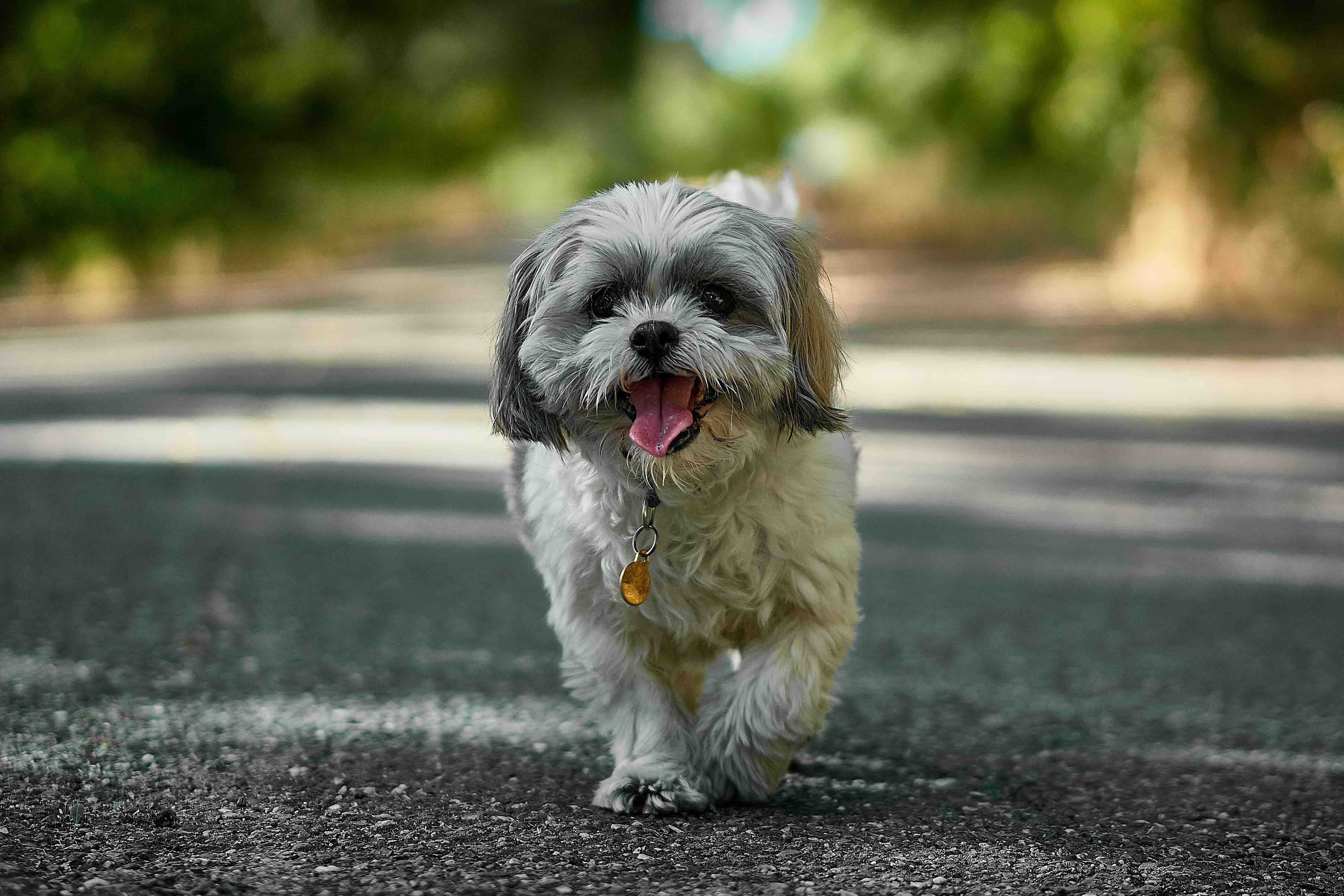 Shih-Tzu springer glatt efter ägare jämfört och tecknat hundförsäkring på Happens